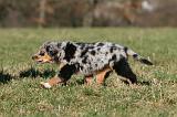 BERGER AUSTRALIEN PUPPIES 723